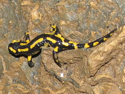 Salamandar